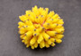 Yellow FAUX Finger Staghorn Coral Acropora Humilis (1 FAKE Coral approx. 4Wx3Tx4D) Perfect coral for any coastal display or crafting! Copyright 2024 SeaShellMart101.com.