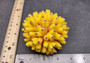 Yellow FAUX Finger Staghorn Coral Acropora Humilis (1 FAKE Coral approx. 4Wx3Tx4D) Perfect coral for any coastal display or crafting! Copyright 2024 SeaShellMart101.com.