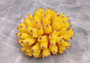 Yellow FAUX Finger Staghorn Coral Acropora Humilis (1 FAUX Coral approx. 4Wx3Tx4D)