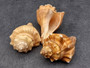Vole Shells - Pugilina Cochlidium - (3 shells, approx. 2.5-3 inches). Brown and sand colored spiral shell with some small spikes. Copyright 2025 SeaShellSupply.com.