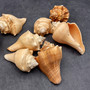 Vole Conch Tan Brown Seashells (3 shells approx. 2.5+ inches) Colorful Pugilina Cochlidium Shells for hermit crabs arts crafts and display!