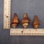 Vole Conch Tan Brown Seashells (3 shells approx. 2.5+ inches) Colorful Pugilina Cochlidium Shells for hermit crabs arts crafts and display!