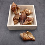 Vole Conch Tan Brown Seashells (3 shells approx. 2.5+ inches) Colorful Pugilina Cochlidium Shells for hermit crabs arts crafts and display!