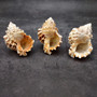 Frog Seashell Brown Tan Orange (1 shell approx. 3+ inches) Bursa Rubeta Large Brown Frog Shells for coastal themed display arts & crafts!