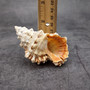 Frog Seashell Brown Tan Orange (1 shell approx. 3+ inches) Bursa Rubeta Large Brown Frog Shells for coastal themed display arts & crafts!