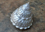 Pearlized Wavy Turban Shell - Astraea Turbanicum - B GRADE - (1 Shell approx. 3-4 inches)