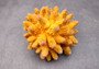 Yellow FAUX Finger Coral - Acropora Humilis - (1 FAUX Coral approx. 5.5Wx3.5Tx5D inches) on grey background. Copyright 2024 SeaShellSupply.com.