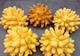 Yellow FAUX Finger Coral - Acropora Humilis - (1 FAUX Coral approx. 5.5Wx3.5Tx5D inches) on grey background. Copyright 2024 SeaShellSupply.com.