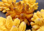 Yellow FAUX Finger Coral - Acropora Humilis - (1 FAUX Coral approx. 5.5Wx3.5Tx5D inches) on grey background. Copyright 2024 SeaShellSupply.com.