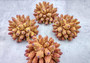 Rose and Yellow FAUX Finger Staghorn Coral - Acropora Humilis - (1 FAUX Coral approx. 5.5Wx3.5Tx5D inches) on light grey background. Copyright 2024 Seashellsupply.com