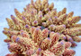 Rose and Yellow FAUX Finger Staghorn Coral - Acropora Humilis - (1 FAUX Coral approx. 5.5Wx3.5Tx5D inches) on light grey background. Copyright 2024 Seashellsupply.com