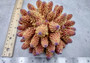 Rose and Yellow FAUX Finger Staghorn Coral - Acropora Humilis - (1 FAUX Coral approx. 5.5Wx3.5Tx5D inches) on light grey background. Copyright 2024 Seashellsupply.com