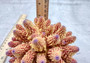 Rose and Yellow FAUX Finger Staghorn Coral - Acropora Humilis - (1 FAUX Coral approx. 5.5Wx3.5Tx5D inches) on light grey background. Copyright 2024 Seashellsupply.com