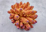 Rose and Yellow FAUX Finger Staghorn Coral - Acropora Humilis - (1 FAUX Coral approx. 5.5Wx3.5Tx5D inches) on light grey background. Copyright 2024 Seashellsupply.com