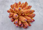 Rose Yellow FAUX Finger Staghorn Coral Acropora Humilis (1 FAKE Coral approx. 5Wx3Tx5D inches) Artificial Finger Coral for fish aquariums!