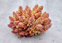 Rose Yellow FAUX Finger Staghorn Coral Acropora Humilis (1 FAKE Coral approx. 5Wx3Tx5D inches) Artificial Finger Coral for fish aquariums!