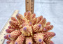 Rose Yellow FAUX Finger Staghorn Coral Acropora Humilis (1 FAKE Coral approx. 5Wx3Tx5D inches) Artificial Finger Coral for fish aquariums!