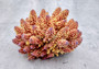 Rose and Yellow FAUX Finger Staghorn Coral - Acropora Humilis - (1 FAUX Coral approx. 5.5Wx3.5Tx5D inches) on light grey background. Copyright 2024 Seashellsupply.com