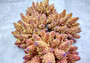 Rose and Yellow FAUX Finger Staghorn Coral - Acropora Humilis - (1 FAUX Coral approx. 5.5Wx3.5Tx5D inches) on light grey background. Copyright 2024 Seashellsupply.com