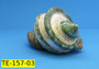 Giant Banded Turbo Shell - Turbo Marmoratus - (1 shell, approx. 7 inches)