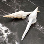 Large White Spindle Seashell Fusinus Colus (1 shell approx. 4.5+ inches) Big White Spindle Shell for coastal crafting & displays! Copyright 2026 SeaShellSupply.com.
