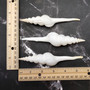 Large White Spindle Seashell Fusinus Colus (1 shell approx. 4.5+ inches) Big White Spindle Shell for coastal crafting & displays! Copyright 2026 SeaShellSupply.com.