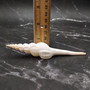 Large White Spindle Seashell Fusinus Colus (1 shell approx. 4.5+ inches) Big White Spindle Shell for coastal crafting & displays! Copyright 2026 SeaShellSupply.com.