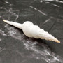 Large White Spindle Seashell Fusinus Colus (1 shell approx. 4.5+ inches) Big White Spindle Shell for coastal crafting & displays! Copyright 2026 SeaShellSupply.com.