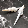 Large White Spindle Seashell Fusinus Colus (1 shell approx. 4.5+ inches) Big White Spindle Shell for coastal crafting & displays! Copyright 2026 SeaShellSupply.com.