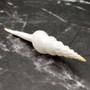 Large White Spindle Seashell Fusinus Colus (1 shell approx. 4.5+ inches) Big White Spindle Shell for coastal crafting & displays! Copyright 2026 SeaShellSupply.com.