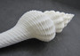 Large White Spindle Seashell Fusinus Colus (1 shell approx. 5+ inches) Large shell great for coastal crafting and displays!