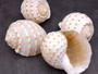 Spotted Tonna Seashells Tonna Tessalata (2 shells approx. 3+ inches) Perfect shells for coastal crafting décor & collections! Spotted white shells with tan dots and a spiral pattern. Copyright 2024 SeaShellSupply.com