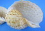 Spotted Tonna - Tonna Tessalata - (2 shells, approx. 3-4 inches)