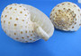 Spotted Tonna - Tonna Tessalata - (2 shells, approx. 3-4 inches)