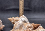 Striped Fox Shell - Fasciolaria Trapezium - (1 shell, approx. 6-7 inches). Brown and white ribbed spiral shell. Copyright 2024 SeaShellSupply.com.