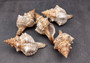 Striped Fox Shell - Fasciolaria Trapezium - (1 shell, approx. 6-7 inches). Brown and white ribbed spiral shell. Copyright 2024 SeaShellSupply.com.