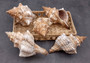 Striped Fox Shell - Fasciolaria Trapezium - (1 shell, approx. 6-7 inches). Brown and white ribbed spiral shell. Copyright 2024 SeaShellSupply.com.