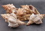 Striped Fox Shell - Fasciolaria Trapezium - (1 shell, approx. 6-7 inches). Brown and white ribbed spiral shell. Copyright 2024 SeaShellSupply.com.