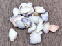 Blue White Coquina Shells Donax Variabilis (approx. 40+ shells 1+ inches) Great group of shells for coastal crafting and décor! Multi-sized pastel shell pieces. Copyright 2024 SeaShellSupply.com