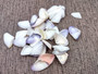 Blue White Coquina Shells Donax Variabilis (approx. 40+ shells 1+ inches) Great group of shells for coastal crafting and décor! Multi-sized pastel shell pieces. Copyright 2024 SeaShellSupply.com