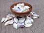 Blue White Coquina Shells Donax Variabilis (approx. 40+ shells 1+ inches) Great group of shells for coastal crafting and décor! Multi-sized pastel shell pieces. Copyright 2024 SeaShellSupply.com