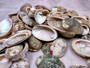 Mini Baby Abalone Green and Silver Seashells (Approx. half pound 85+ shells 1+ inch) Small shells ideal for jewelry art crafts & collecting! Grouping of brown and grey ocean-kissed abalone shells. Copy right 2024 SeaShellSupply.com