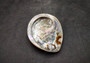 Polished Coral Midas Abalone Seashell - Haliotis Midae - (1 shell approx. 5-6 inches). One coral tinted abalone shell with an iridescent inside and small spiral. Copyright 2025 SeaShellSupply.com.