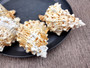 Giant Frog Seashell Bursa Bubo (1 shell approx. 5+ inches) Perfect shells for any coastal-themed arts and crafts! White spiral spiked shell. Copy right 2025 SeaShellSupply.com