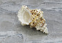 Giant Frog Seashell Bursa Bubo (1 shell approx. 5+ inches) Perfect shells for any coastal themed arts and crafts!