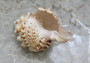 Giant Frog Seashell Bursa Bubo (1 shell approx. 5+ inches) Perfect shells for any coastal themed arts and crafts!