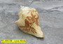 Carved Conch Shell - (1 shell, approx. 3-3.5 inches)