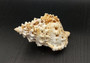 Giant Frog Seashell - Bursa Bubo - (1 shell 4-5 inches). One ribbed orange tinted and white spiral shell with the opening up. Copyright 2024 SeaShellSupply.com.