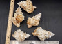 Giant Frog Seashell - Bursa Bubo - (1 shell 4-5 inches). One ribbed orange tinted and white spiral shell with the opening up. Copyright 2024 SeaShellSupply.com.