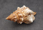 Large Fox Seashell Fasciolaria Trapezium (1 shell approx. 5+ inches) Horse Conch Fox Shells for coastal home collections & display!
